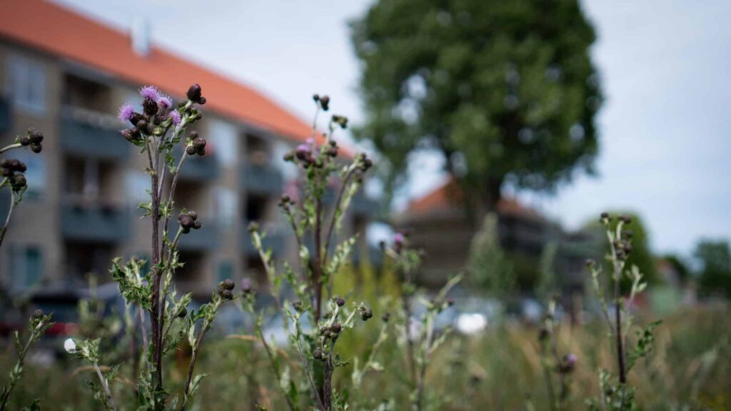 DSC00263 Scaled 1024x576