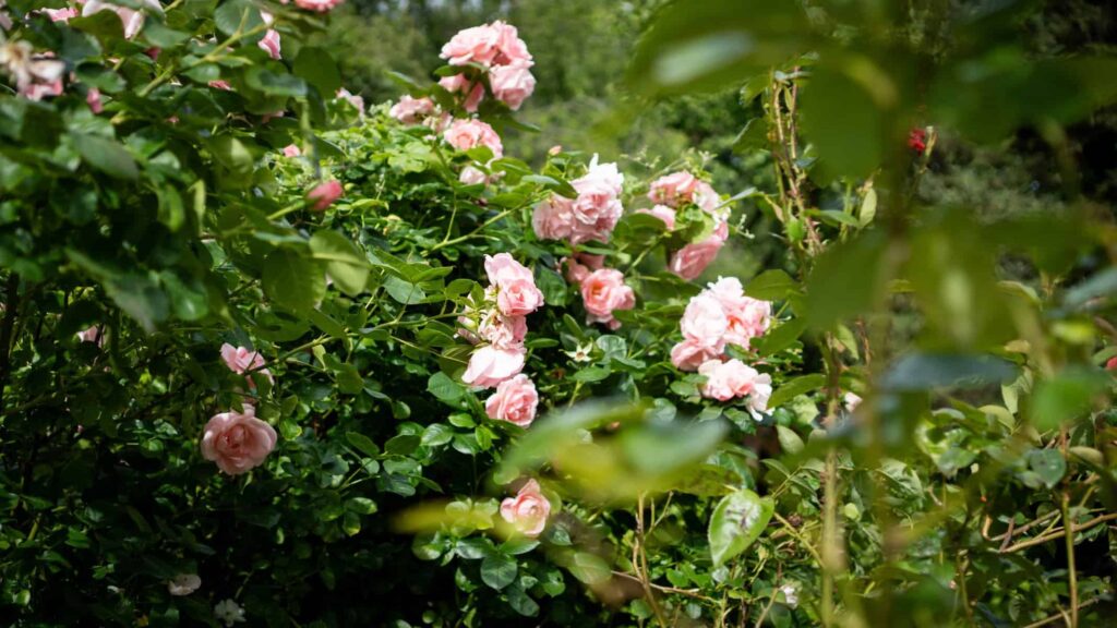 DSC00239 Scaled 1024x576